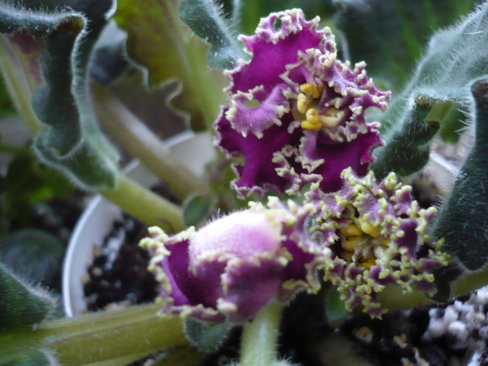 P1130532 - Sunset beach