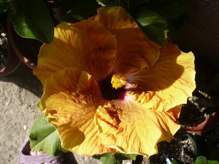 P1130553