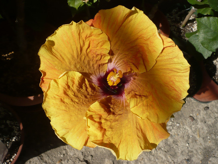 P1130554