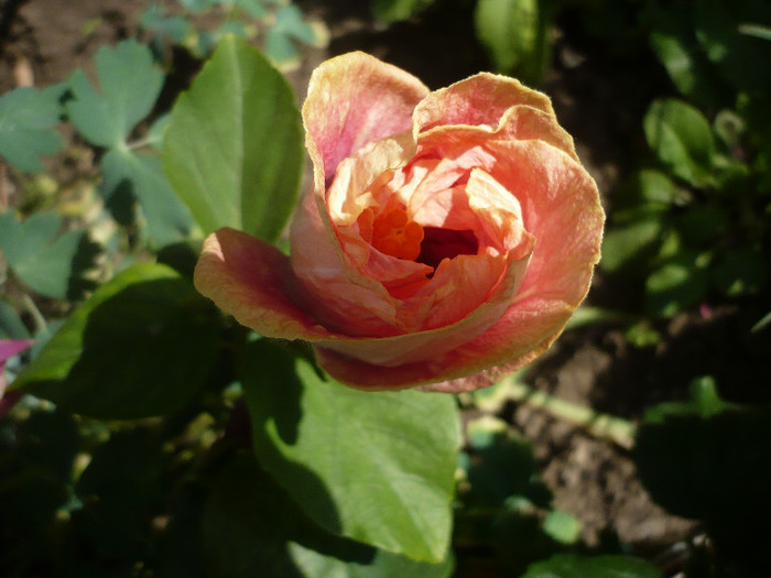 P1130557