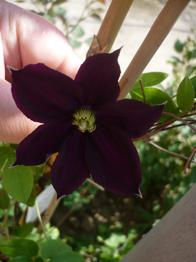 P1130559 - GRADINA 2012