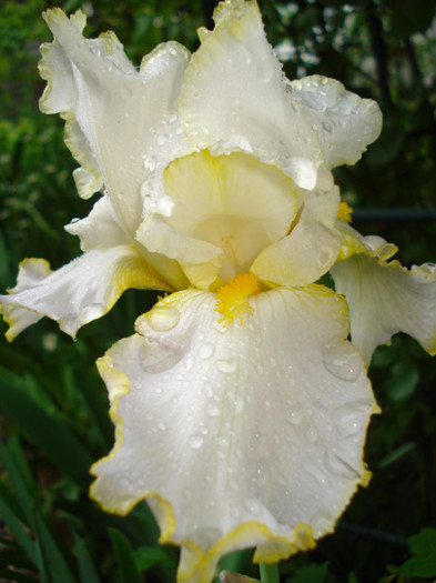 16a. "Brides Halo", 14.05.2012