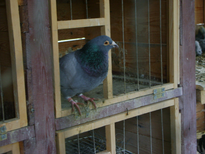 mosu - yu Silviu Maldarascu