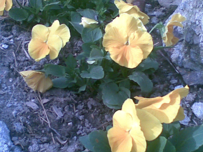 23042012(009) - flori gradina