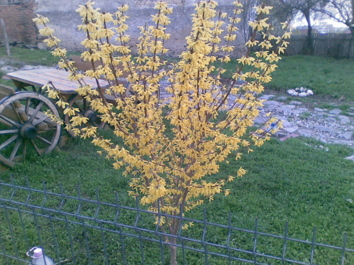 21042012(003) - flori gradina