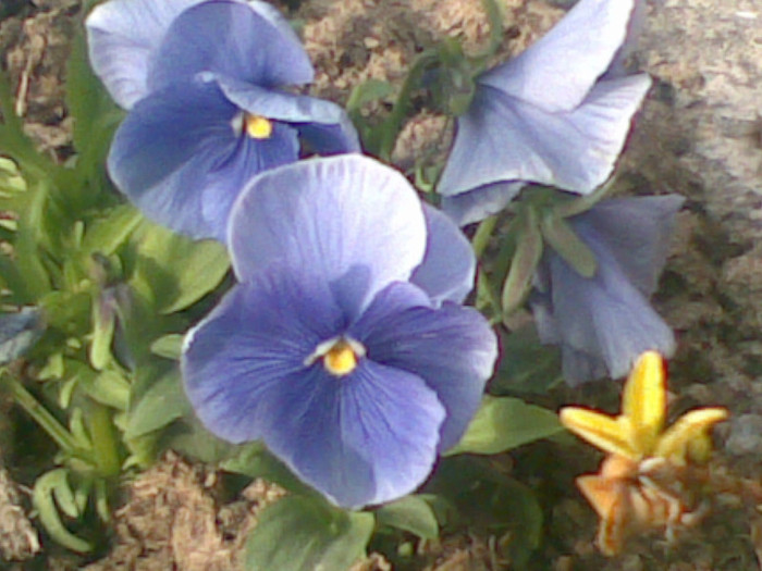 23042012(001) - flori gradina
