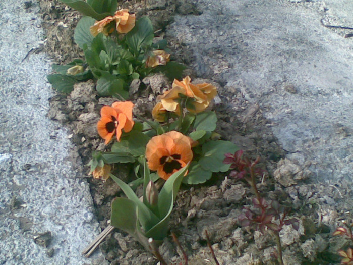 23042012(003) - flori gradina