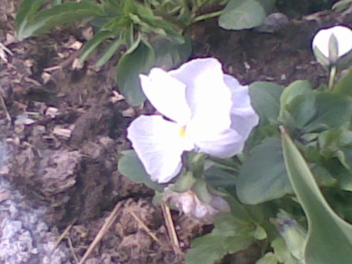 23042012(005) - flori gradina