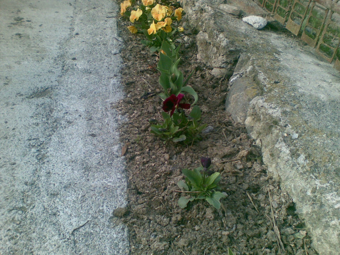 23042012(007) - flori gradina
