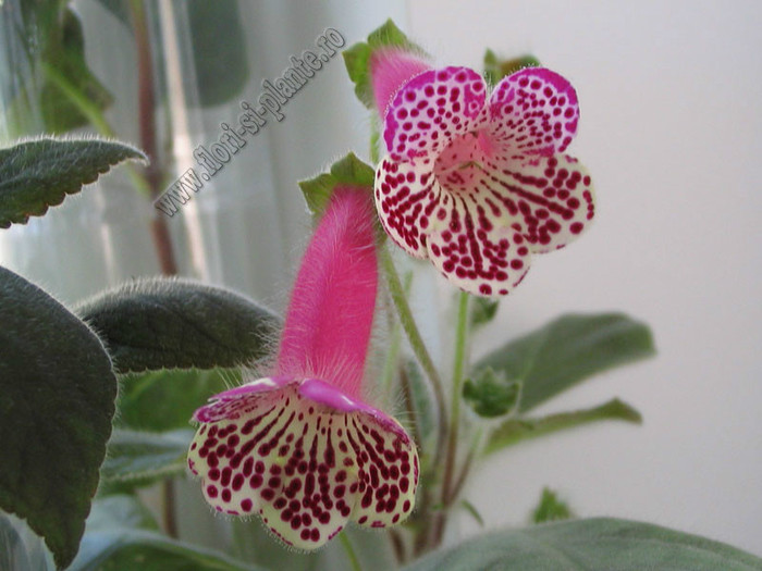Kohleria Grace; 2012
