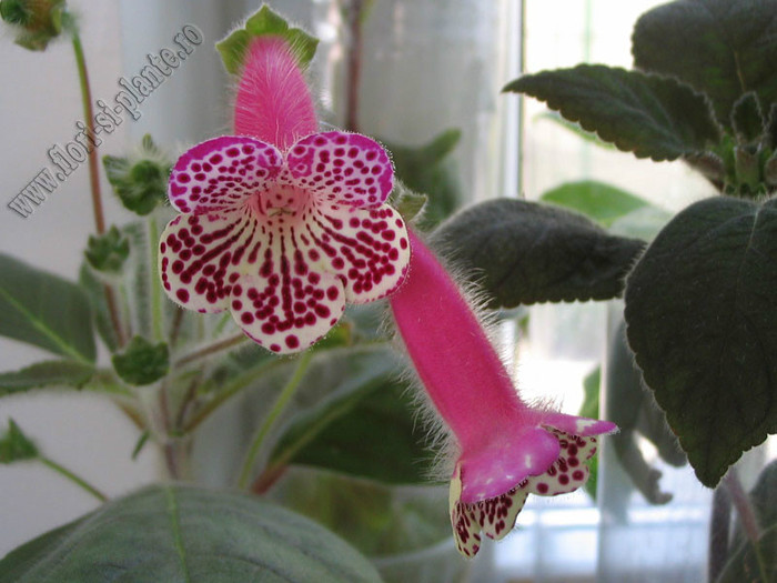Kohleria Grace; 2012
