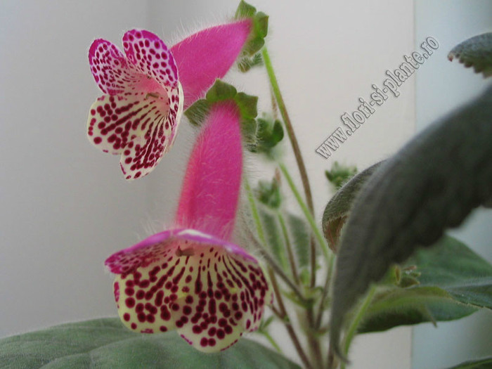 Kohleria Grace; 2012
