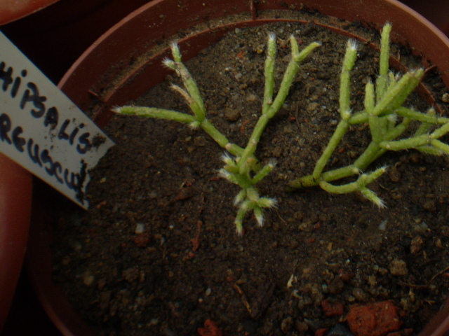 RHIPSALIS CEREUSCULA - ACHIZITII 2012