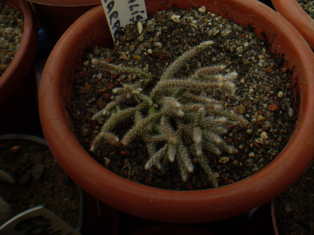 RHIPSALIS PILOCARPA