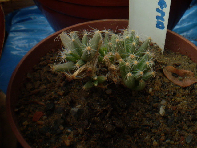 TRICHODIADEMA DENSUM