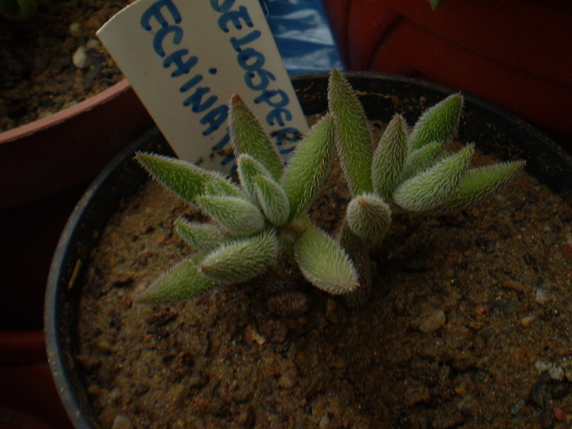 DELOSPERMA ECHINATUM - ACHIZITII 2012