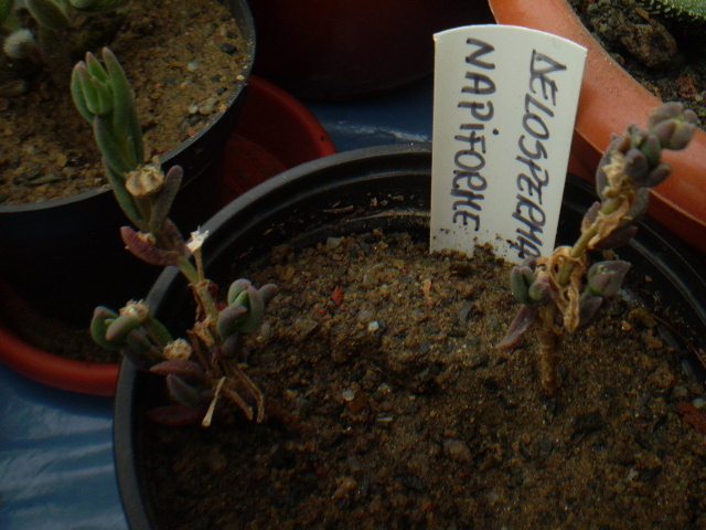 DELOSPERMA NAPIFORME - ACHIZITII 2012