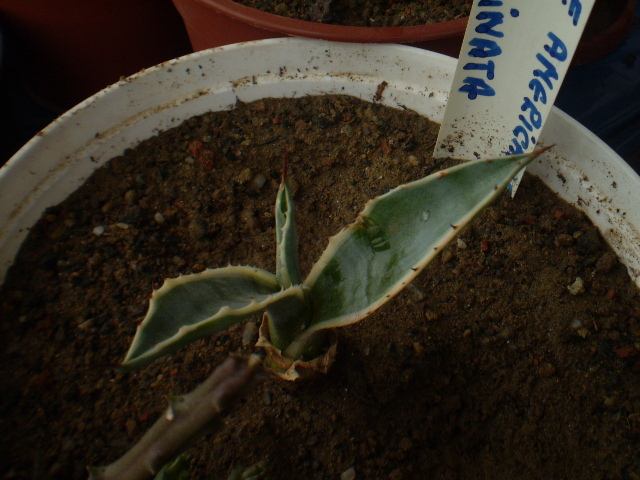 AGAVE AMERICANA V.MARGINATA - ACHIZITII 2012