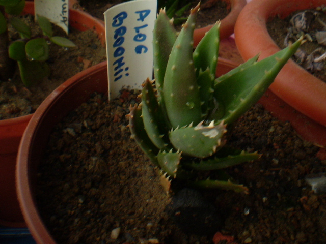 ALOE BROOMII - ACHIZITII 2012