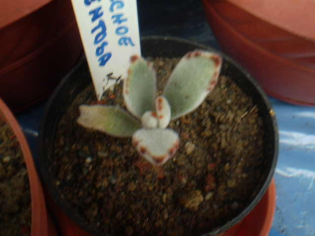 KALANCHOE TOMENTOSA - ACHIZITII 2012