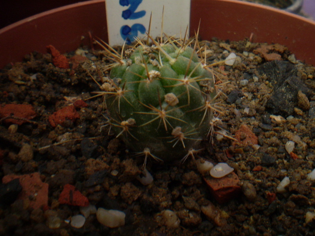 LOBIVIA FAMATIMENSIS