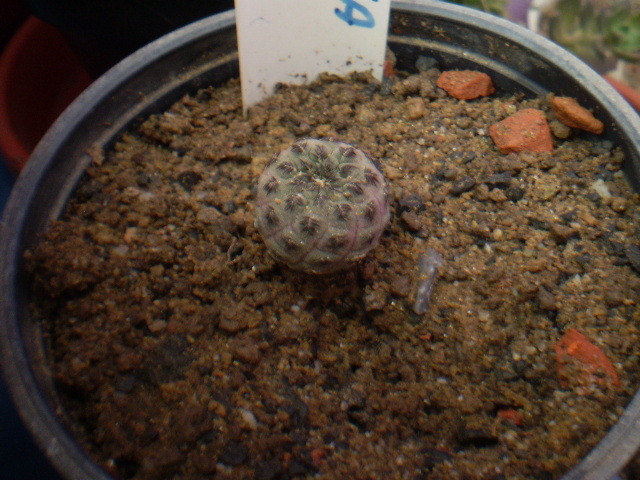 SULCOREBUTIA RAUSCHII