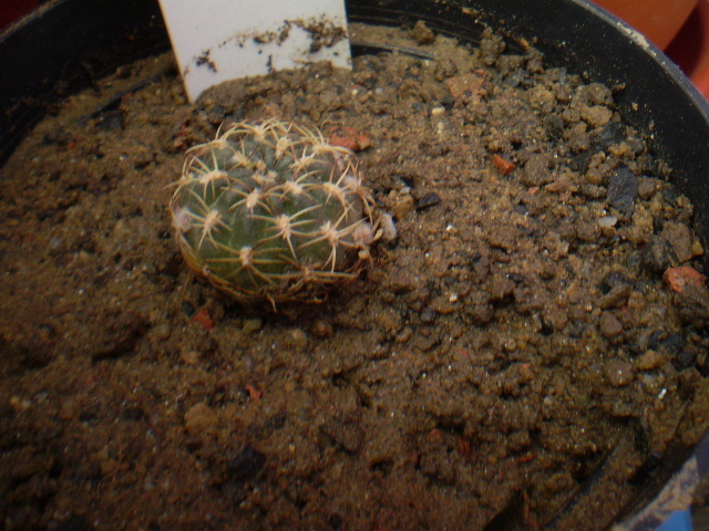 SULCOREBUTIA  HOFFMANIANA