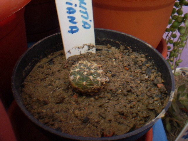 SULCOREBUTIA  HOFFMANIANA