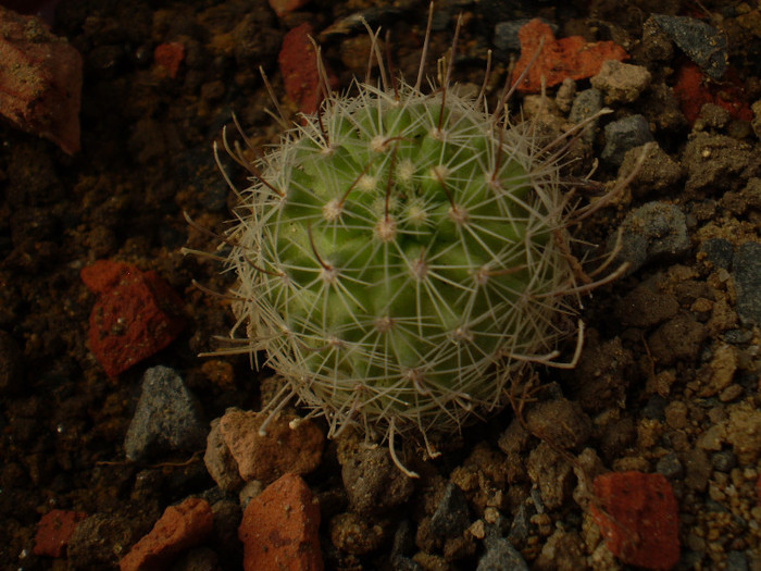 ECHINOFOSSULOCACTUS