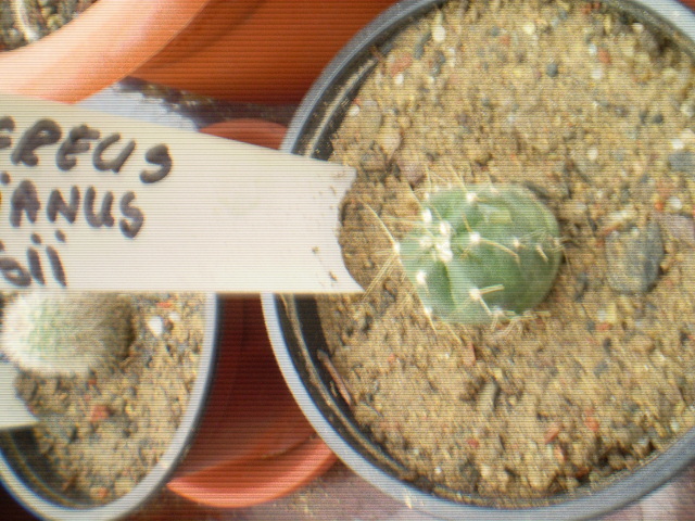 ECHINOCEREUS KNIPPELIANUS V. REYESII