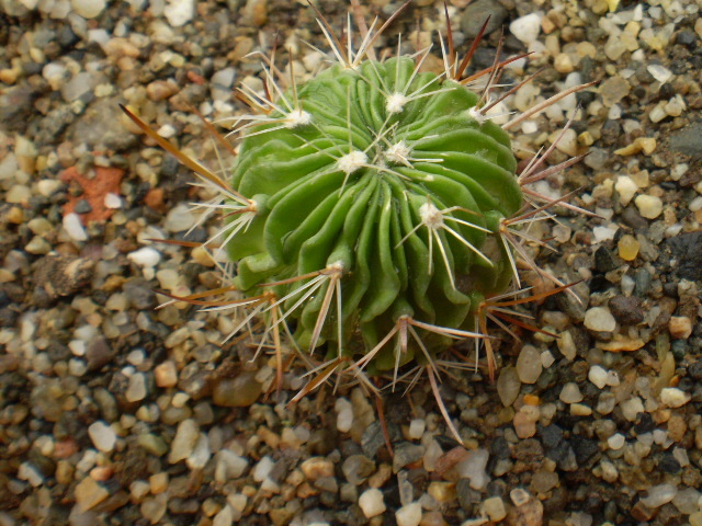 ECHINOFOSSULOCACTUS