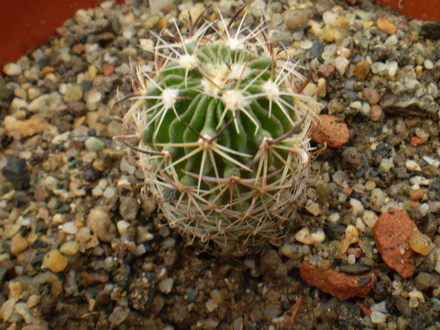 ECHINOFOSSULOCACTUS