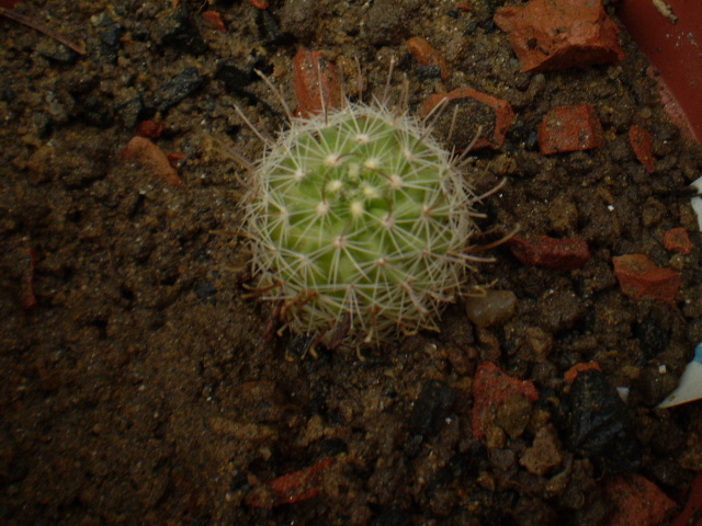 ECHINOFOSSULOCACTUS - ACHIZITII 2012