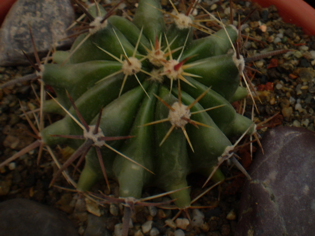 P1010284 - ACHIZITII 2012