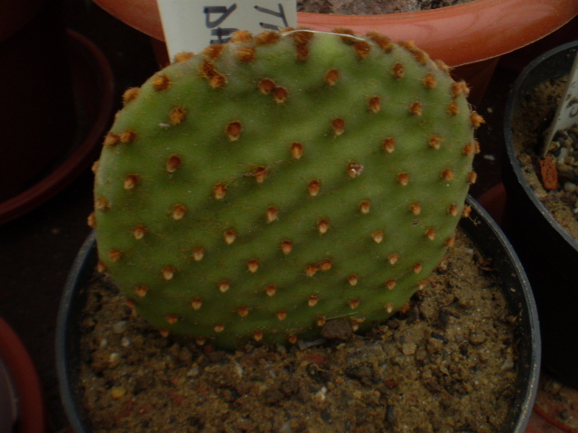 OPUNTIA MICRODASYS RUFIDA