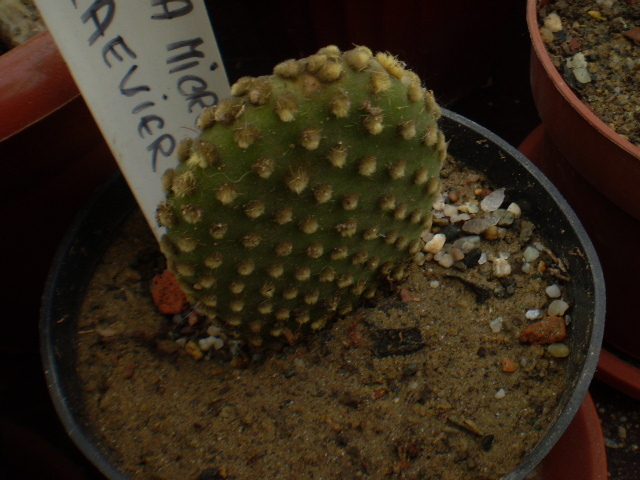 OPUNTIA MICRODASYS V. LAEVIER