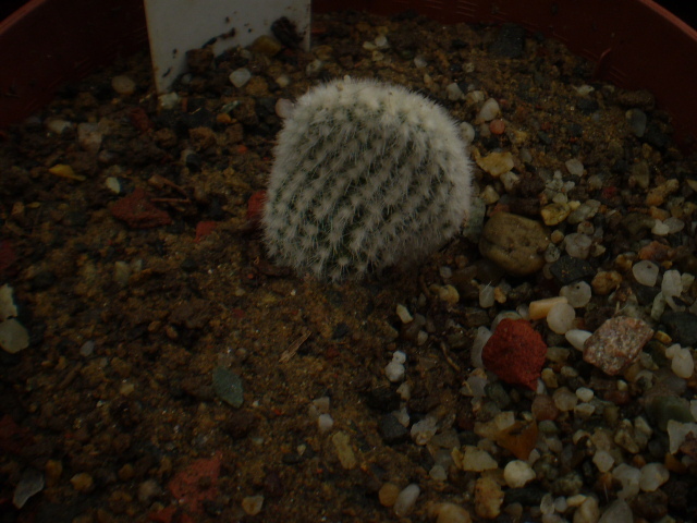 OPUNTIA MICRODASYS V. ALBISPINA - ACHIZITII 2012