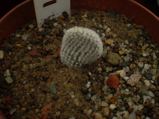 OPUNTIA MICRODASYS V ALBISPINA