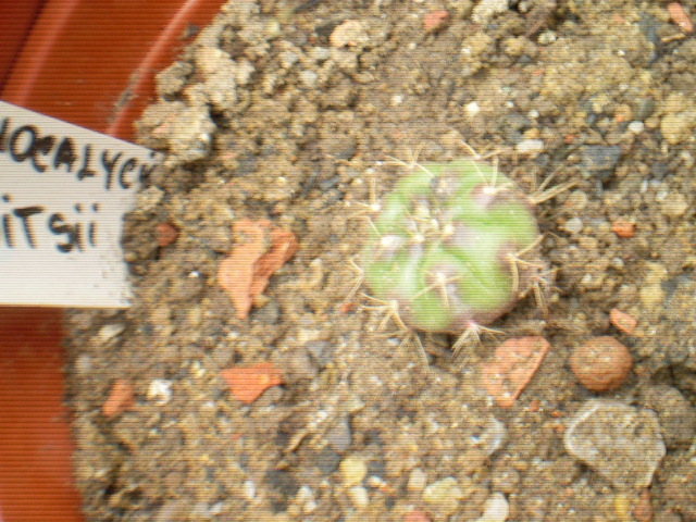 GYMNOCALICIUM ANISITSII