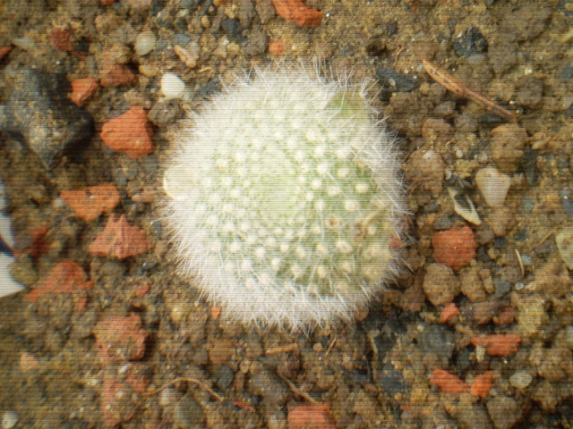 AYLOSTERA MUSCULA