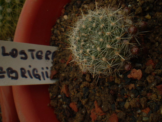 AYLOSTERA FIEBRIGII - ACHIZITII 2012