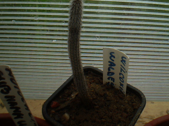WILCOXIA WALDESII - ACHIZITII 2012