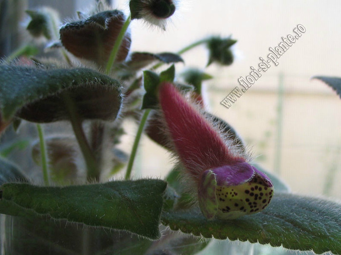 NEW - Kohleria Goliat; 2012
