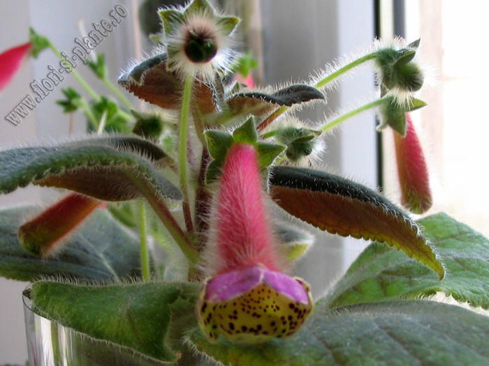 NEW - Kohleria Goliat; 2012
