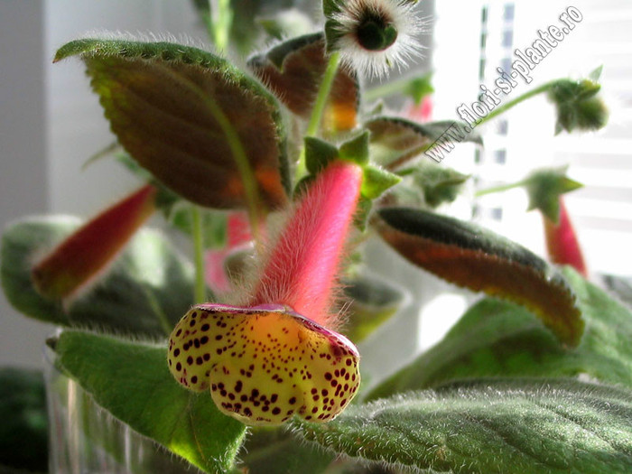 NEW  - Kohleria Goliat; 2012

