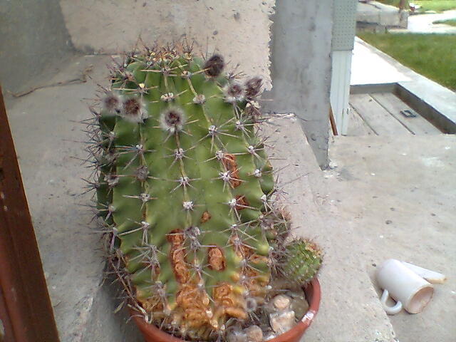 cactus0 - cactusi