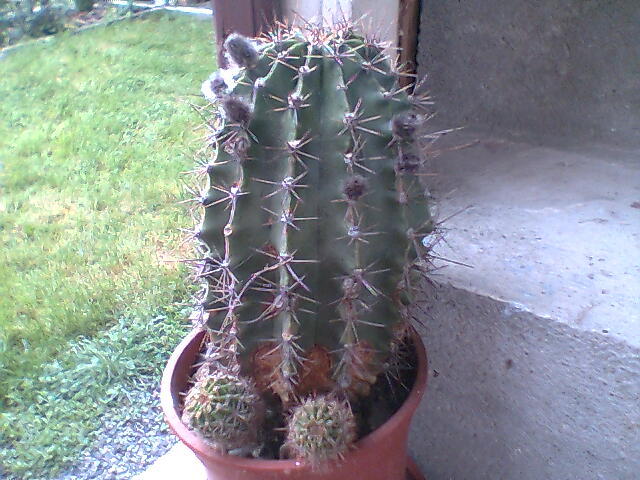 cactus 1 - cactusi