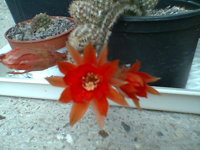 cactus portocaliu - cactusi