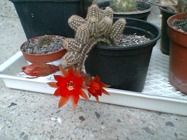 portocaliu1 - cactusi