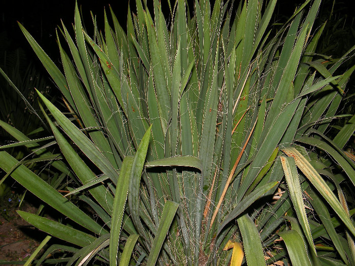 DSCF0046 - Yucca de gradina